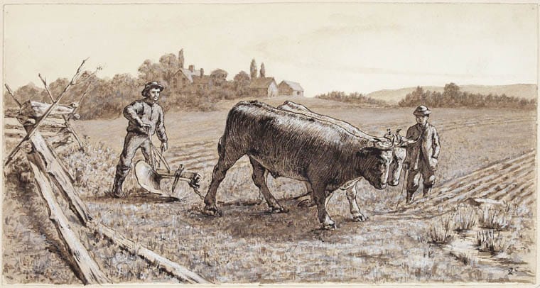 A drawing of two oxen pulling a plough, with one man at the handles and another beside the team, in a fenced field.